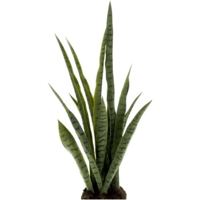 Sansevieria Plant soiled 80 cm