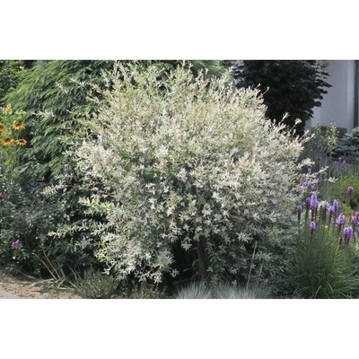 Vrba FloraSelf Salix integra 'Hakuro Nishiki' 100-125 cm květináč 7,5 l