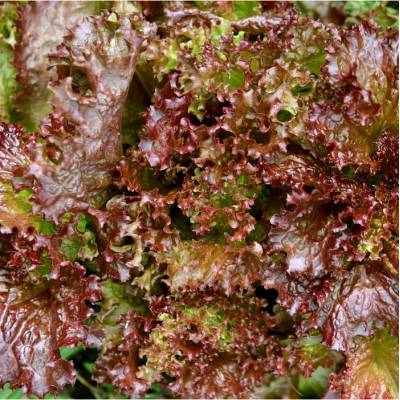 Salát trhací americký hnědý - Latuca sativa - semena - 450 ks