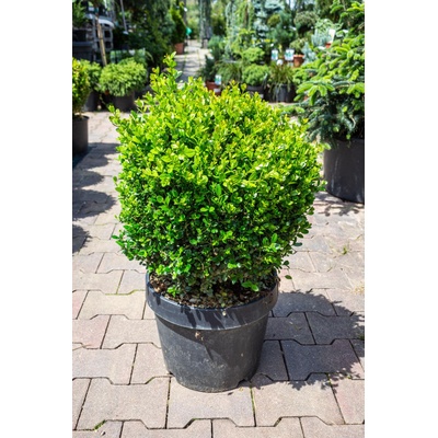 Zimostrát obecný koule, Buxus sempervirens Faulkner, velikost kontejneru 15 l