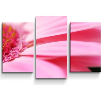 Sablio Obraz - 3-dílný Ružová gerbera - 75x50 cm