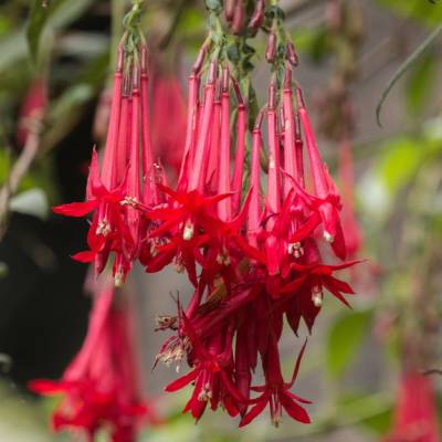 Fuchsie bolívijská - Fuchsia boliviana - semena - 15 ks