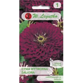 W. Legutko Виолетова кралица далия - лилава