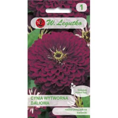 W. Legutko Виолетова кралица далия - лилава