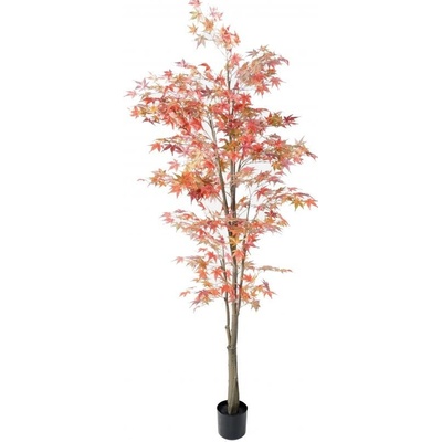 ARALIA AUTOMNE, 220cm