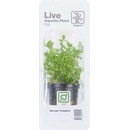 Bacopa Compact