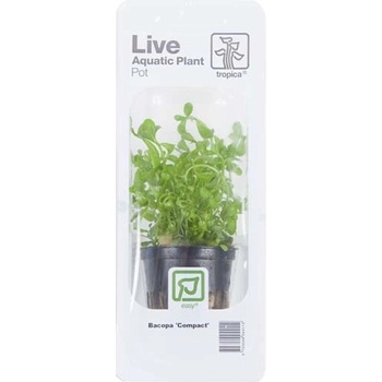 Bacopa Compact