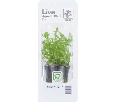 Bacopa Compact