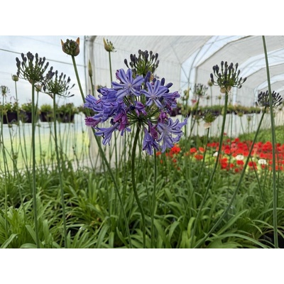 Agapanthus Black Jack, výška 30-50 cm, kvetináč 3 l
