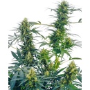 Sensi Seeds Guerrilla´s Gusto regular semena neobsahují THC 10 ks
