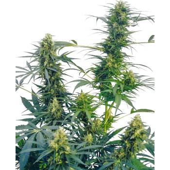 Sensi Seeds Guerrilla´s Gusto regular semena neobsahují THC 10 ks