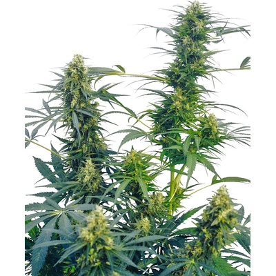 Sensi Seeds Guerrilla´s Gusto regular semena neobsahují THC 10 ks