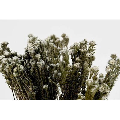Stabilizovaná kytica phylica cotton - biela