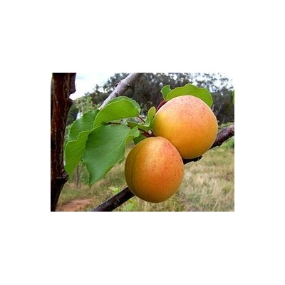 Sedmikráska ovocno bylinný sirup Meruňka s rozmarýnem 0,5 l