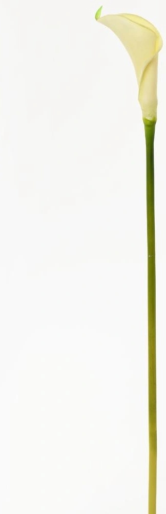 KS CALLA BIELA 67CM