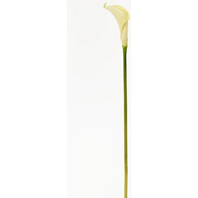 KS CALLA BIELA 67CM