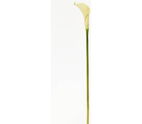 KS CALLA BIELA 67CM