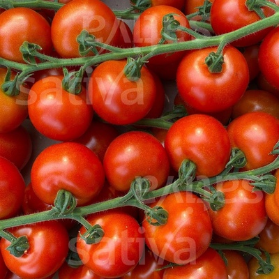 Bio rajče Annelies Množstvi v balení 10 ks