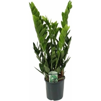Zamioculcas zamifolia Lucky 50-70 cm, kont. p17