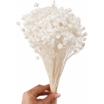 Sušená glixia bělená, kytice/svazek 50g