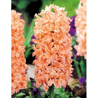 Hyacint GIPSY QUEEN - hyacinthus