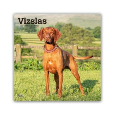 Vizslas Kurzhaariger Ungarischer Vorstehhund 16-Monats 2026