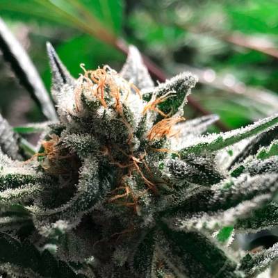 R-Kiem Seeds Condor AUTO semena neobsahují THC 10 ks
