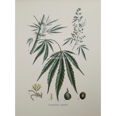 Obrázek na matném uměleckém papíru papíru Cannabis 31 cm x 41 cm