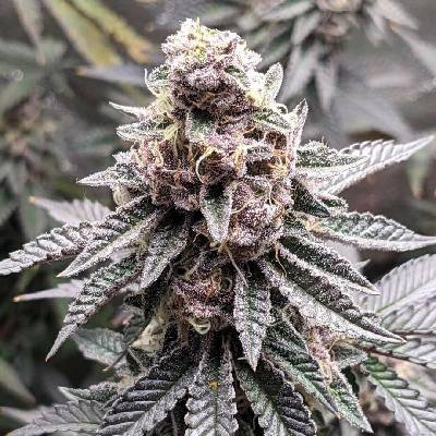 Monkey Genetics Tropicana Cookies semena neobsahují THC 3 ks