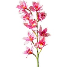 Kristian Samson Paramit F17-P - Cymbidium 75cm