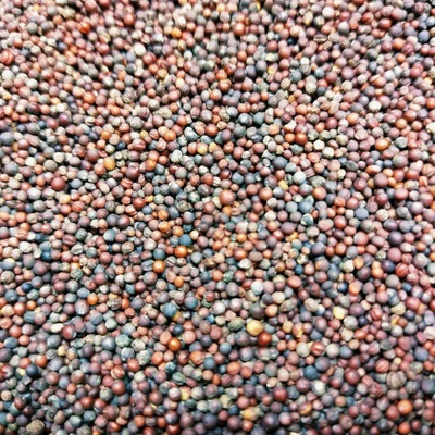 Microgreens PAK CHOI červená na mikrozeleninu 50 g