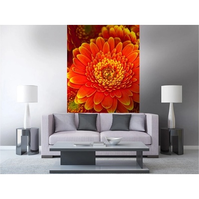 Dimex MS-2-0131 vliesová fototapeta na zeď Gerbera rozměry 150 x 250 cm