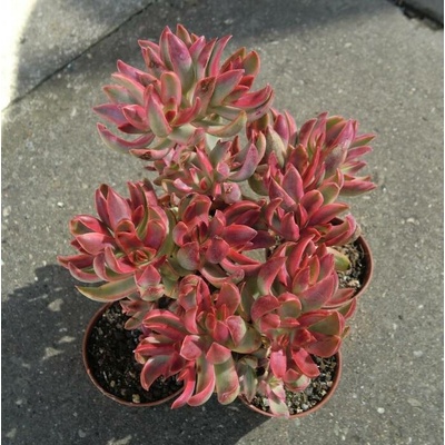 Crassula rubricaulis 'Candy cane'