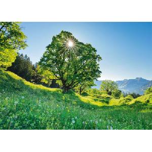Schmidt Spiele - Puzzle Sycamore Maple in the Sunlight - 1 000 piese