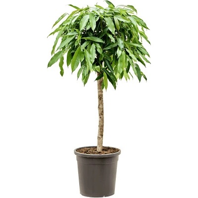 Ficus amstel king stem 31x125 cm