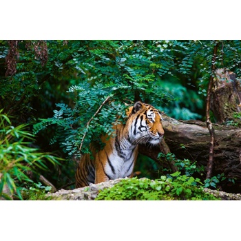 DIMEX ART s. r. o Флизелинов фототапет тигър в джунглата 375 x 250 см