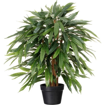 Ficus dlouhé listy, 80cm