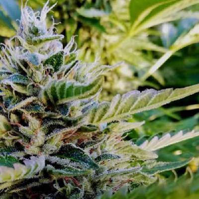 French Touch Seeds Nuttea Haze semena neobsahují THC 5 ks