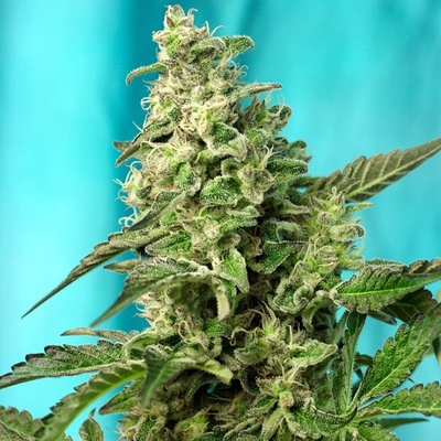 Sweet Seeds Green Poison F1 Fast Version semienka neobsahujú THC 3 ks