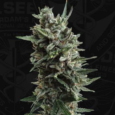T.H. Seeds AUTO Critical HOG semena neobsahují THC 10 ks