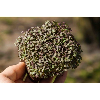 Microgreens Mizuna červená na microgreens 50 g