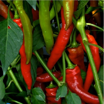 Paprika kozí/beraní roh Poseidon - Capsicum annuum - semena - 15 ks