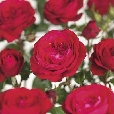 Záhonová ruža Floraself Rosa 'Red Meilove' 15-60 cm kvetináč 3 l