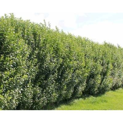 Vtáčí zob vajcolistý (Ligustrum Ovalifolium) - výška 30-50 cm, kont. C2L