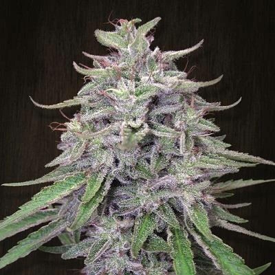 Ace seeds Bangi Haze regular semena neobsahují THC 10ks