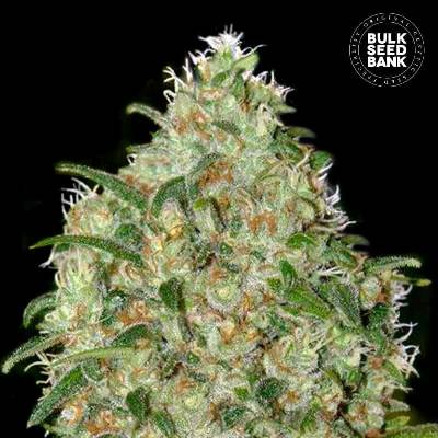 Bulk Seed Bank Amnesia Platinum semena neobsahují THC 100 ks