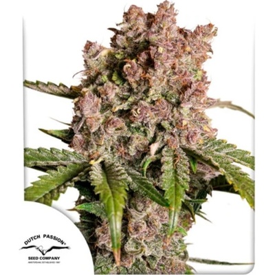 Dutch Passion Auto Strawberry Soda semena neobsahují THC 3 ks