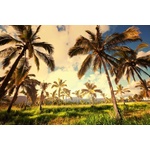 DIMEX ART Флизелинов фототапет палмова плантация 375 x 250 см