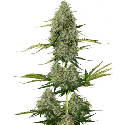 Seedstockers BCN Critical XXL semena neobsahují THC 5 ks