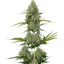 Seedstockers BCN Critical XXL semena neobsahují THC 5 ks